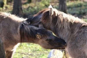 Camps jeunes Camps soigneurs et trappeurs (équitation) Pâques 2025