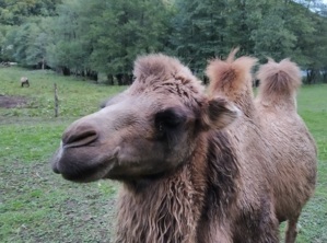 Camps jeunes Camps soigneurs et trappeurs (équitation) Pâques 2025