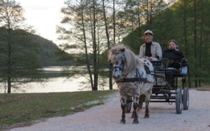 Bons cadeaux Stages d'équitation: tir à l'arc à cheval