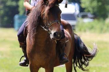 Camps jeunes Camps soigneurs et trappeurs (équitation) Pâques 2025